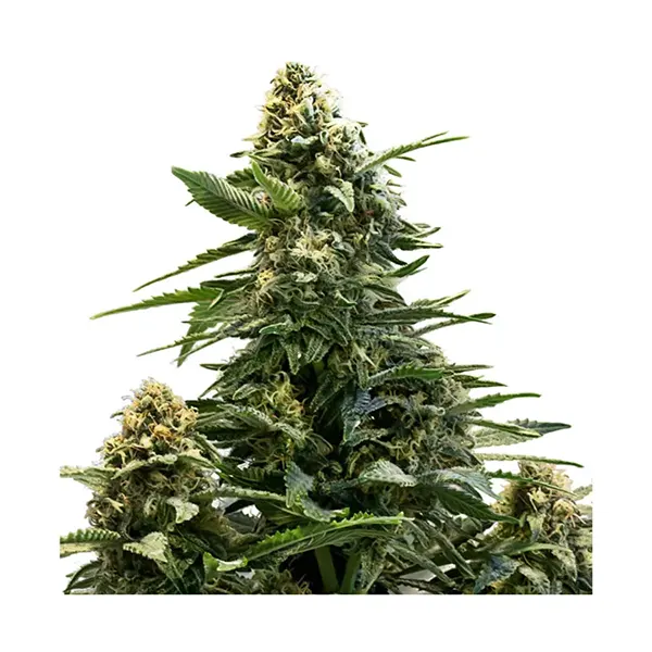 Fruity Hoops Seeds (Seeds) by 34 Street Seed Co.