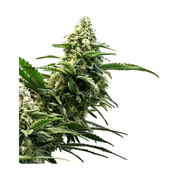 Super Lemon Haze Seeds (Seeds) by 34 Street Seed Co.