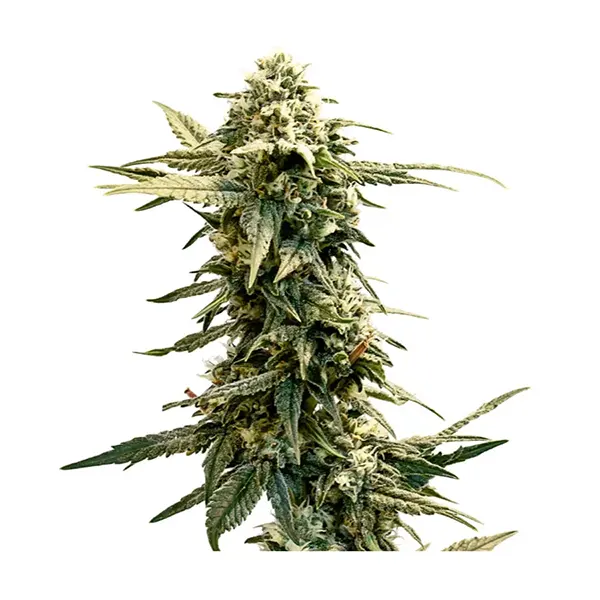 Lemon Skunk Seeds (Seeds) by 34 Street Seed Co.