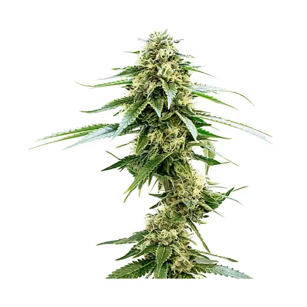 Lemon Sapphire Seeds (Seeds) by 34 Street Seed Co.