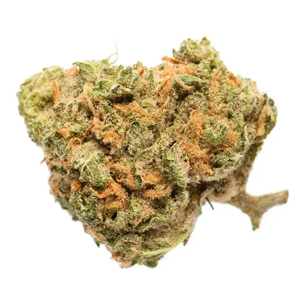 Bud image for Blue Nova, cannabis all categories by Sundial