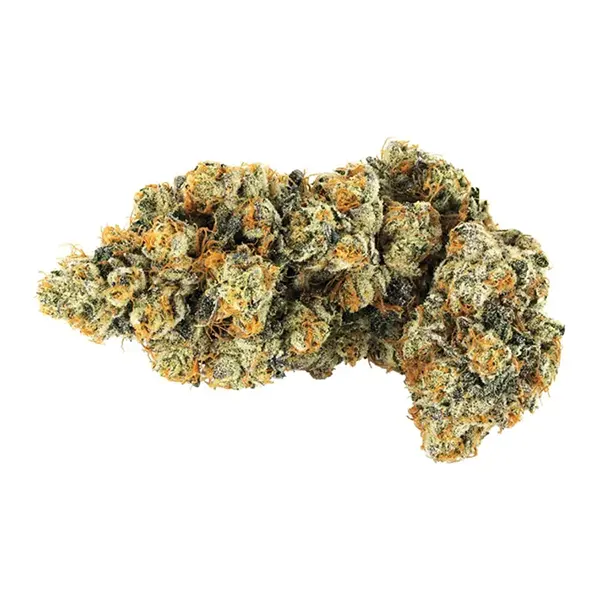 Bud image for Frost Monster (Gabriola), cannabis all categories by Broken Coast