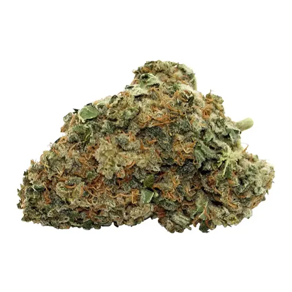 Bud image for Glueberry OG, cannabis all categories by Steel City Green