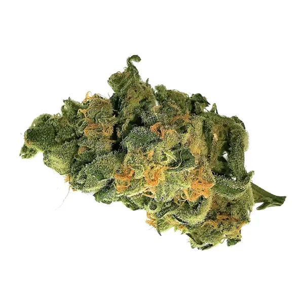 Bud image for Granddaddy Purple, cannabis all categories by 48North