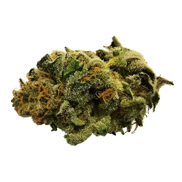 Green Crush (Dried Flower) by 48North