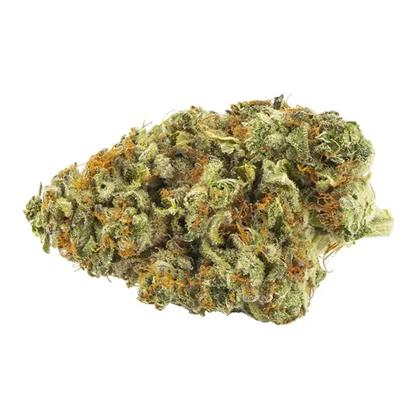 Headband (Dried Flower) by Palmetto