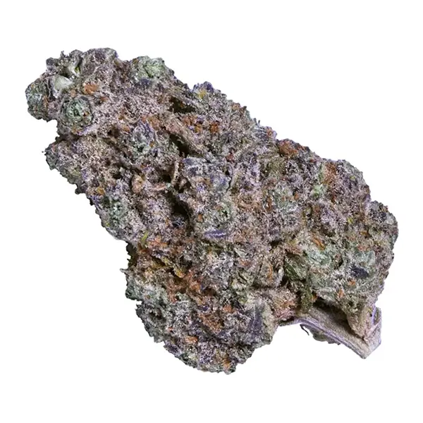 Hero Bud (Dried Flower) by Ecotone