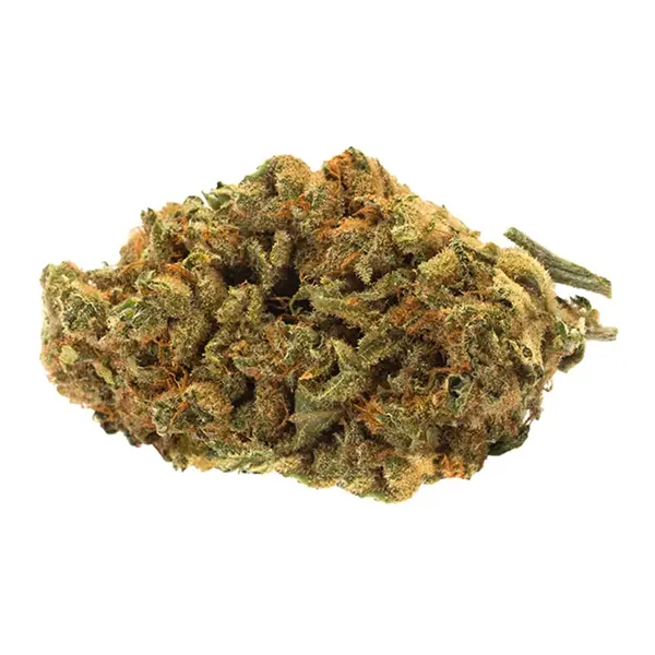 Indica Bud (Dried Flower) by TWD.28