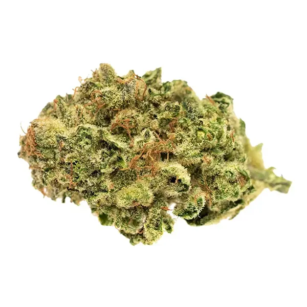 Bud image for Jack Herer, cannabis all categories by Good Supply