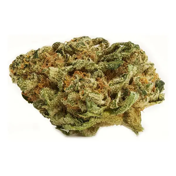 Marley Green (Dried Flower) by Marley Natural