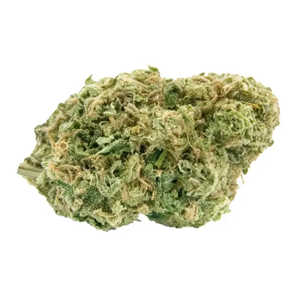 Bud image for No. 515 Noisy Neighbour, cannabis dried flower by Haven St. Premium Cannabis