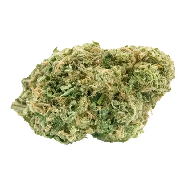 Product image for No. 515 Noisy Neighbour, Cannabis Flower by Haven St. Premium Cannabis