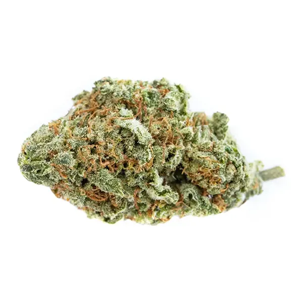 Product image for Nor'Easter Plus, Cannabis Flower by Skosha