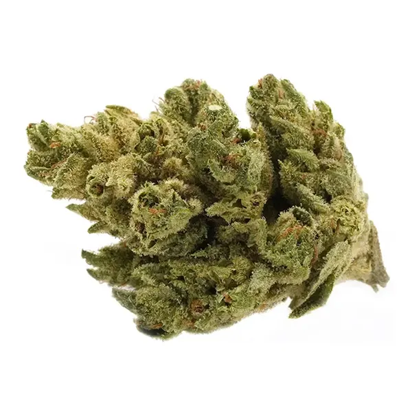 Bud image for Pacific OG, cannabis all categories by Tantalus Labs