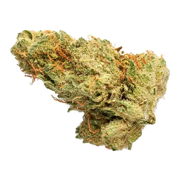 Bud image for Sativa, cannabis all categories by Grasslands