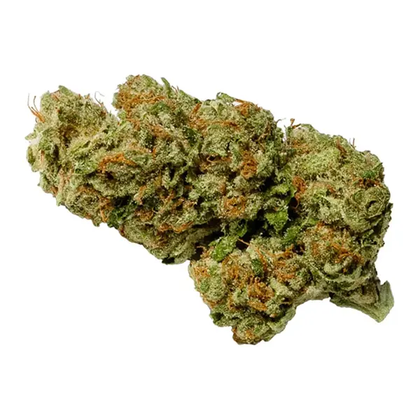 Bud image for Sativa, cannabis dried flower by Pure Sunfarms