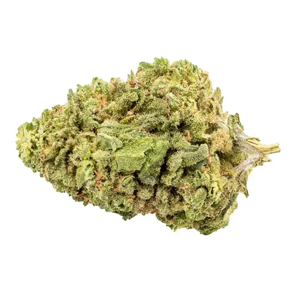 Bud image for Sativa!, cannabis dried flower by Bingo