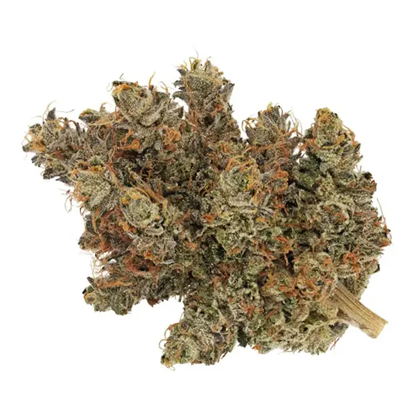 Savary (Dried Flower) by Broken Coast