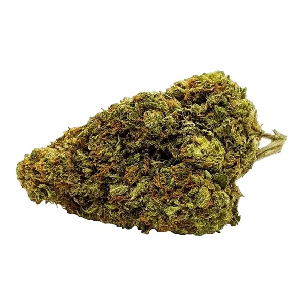 Bud image for Social (Mango), cannabis all categories by Fleurish