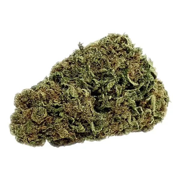 Bud image for The Adventurer, cannabis dried flower by Eve & Co