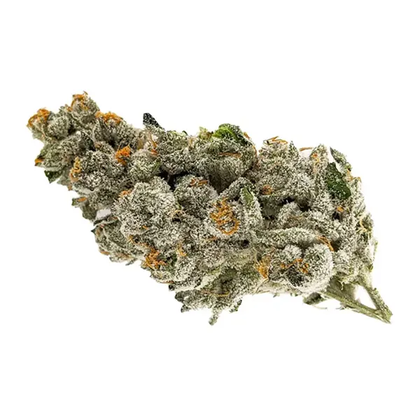 Bud image for White Wedding, cannabis all categories by MSIKU