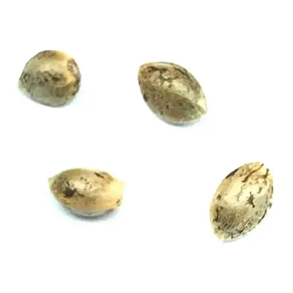 Image for Headband Seeds (Feminized), cannabis seeds by Pristine