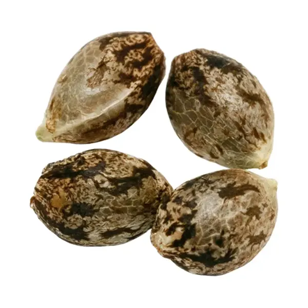 Image for Headband Seeds (Feminized), cannabis seeds by Pure Sunfarms