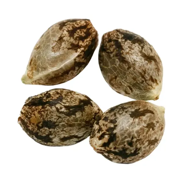 Seeds