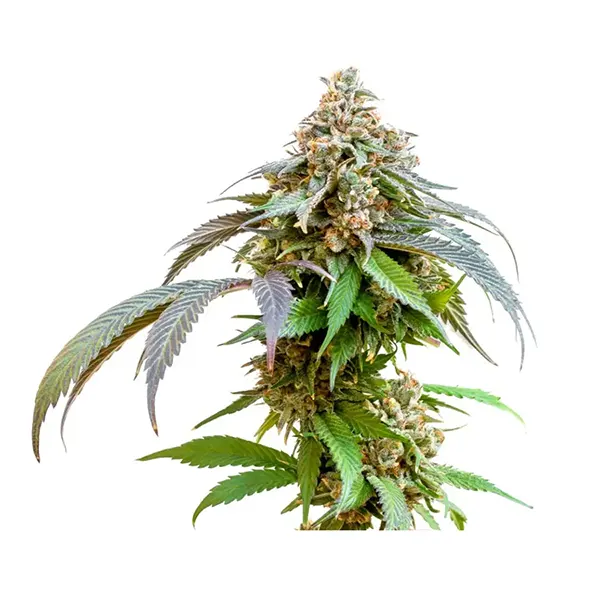 Bubba Kush Seeds (Feminized) (Seeds) by 34 Street Seed Co.