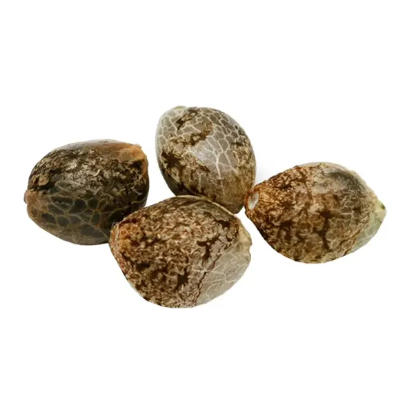 Image for Cherry Head Seeds (Feminized), cannabis seeds by Pure Sunfarms
