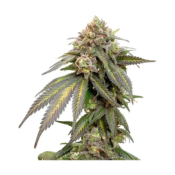 Error 404 Seeds (Seeds) by 34 Street Seed Co.