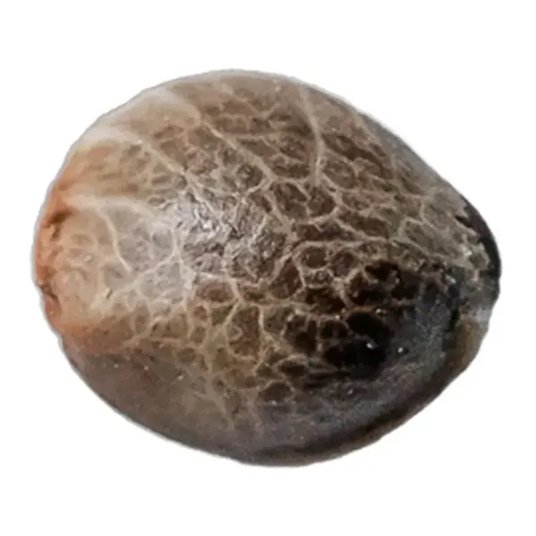 Image for Muskoka Kush Seeds, cannabis all products by 34 Street Seed Co.