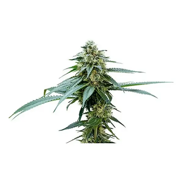 Image for Muskoka Kush Seeds, cannabis all products by 34 Street Seed Co.