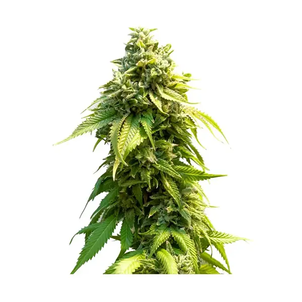 Image for Pineapple Express Seeds (Feminized), cannabis all categories by 34 Street Seed Co.