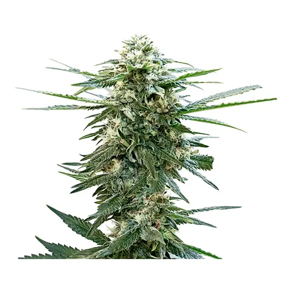 Image for Pink Lemonade Seeds, cannabis all categories by 34 Street Seed Co.