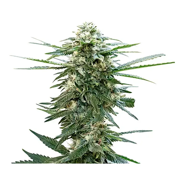 Pink Lemonade Seeds (Seeds) by 34 Street Seed Co.