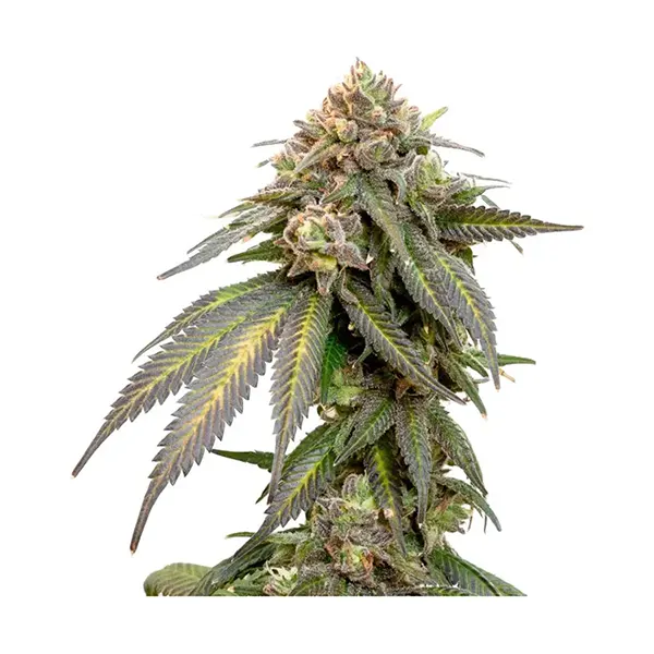 Image for Triple Scoop Seeds (Feminized), cannabis all categories by 34 Street Seed Co.