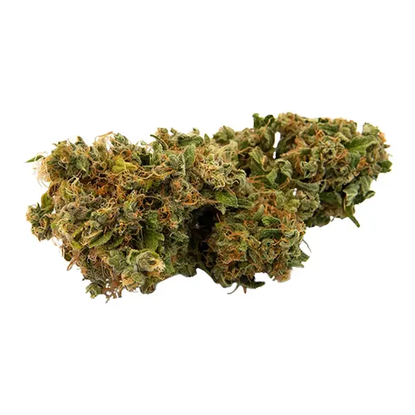 Product image for Afghani Bullrider, Cannabis Flower by BLLRDR