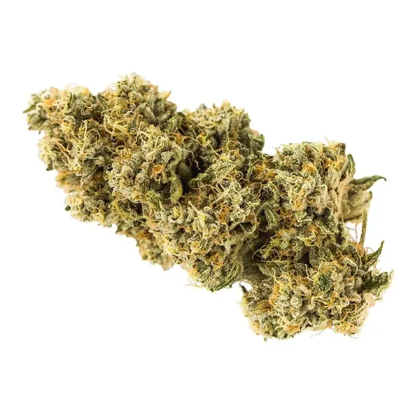 Bud image for Animal Face, cannabis all categories by Carmel