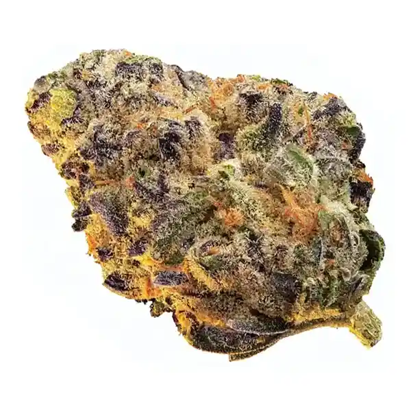 Black Cherry Punch (Dried Flower) by Edison