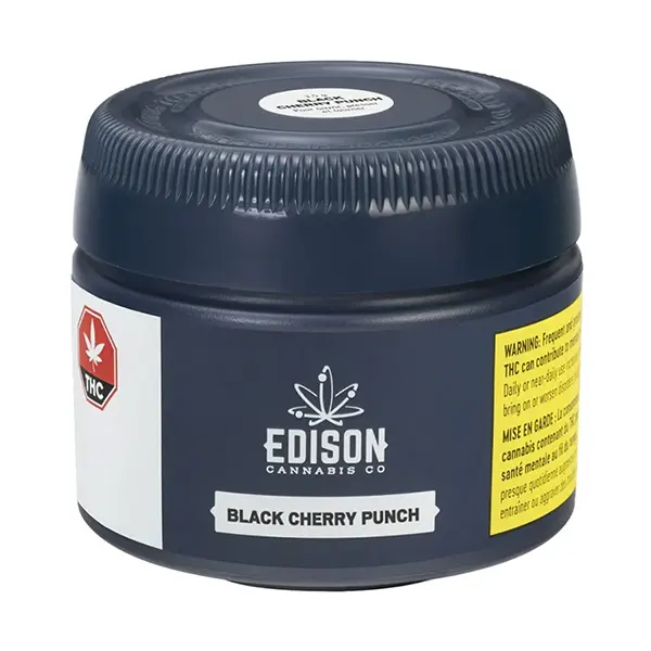 Black Cherry Punch (Dried Flower) by Edison