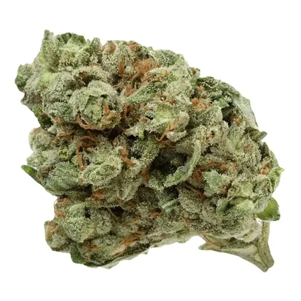 Bud image for Ghost Train Haze UP20, cannabis all categories by UP