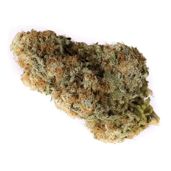 Lemon Z (Dried Flower) by Ogen