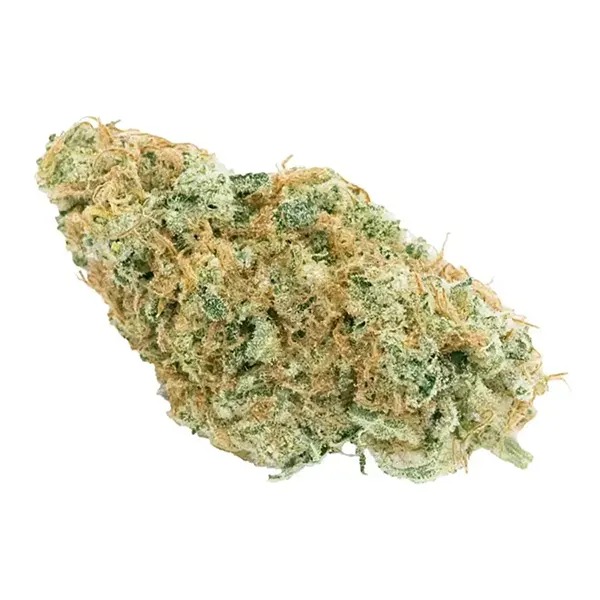 Bud image for No. 516 Sonic Express, cannabis dried flower by Haven St. Premium Cannabis