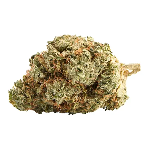 Product image for Northern Lights, Cannabis Flower by Top Leaf