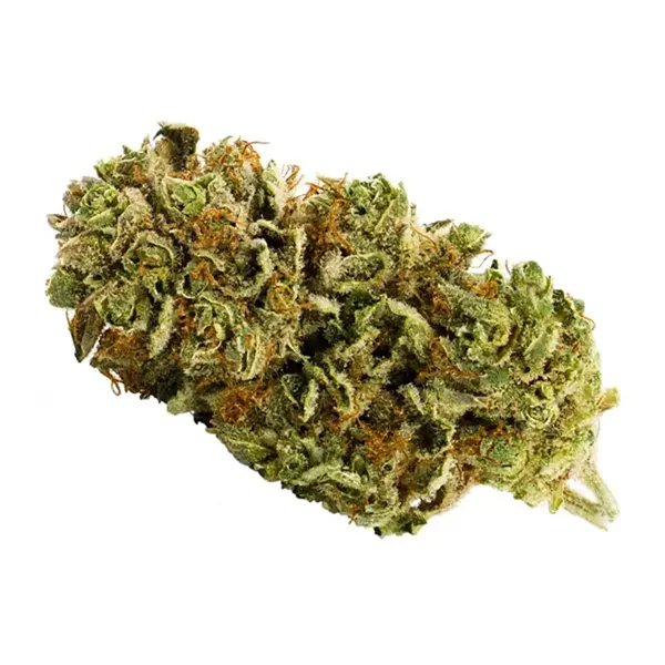 Bud image for RC Orange Hill Special, cannabis all categories by Royal City Cannabis Co.