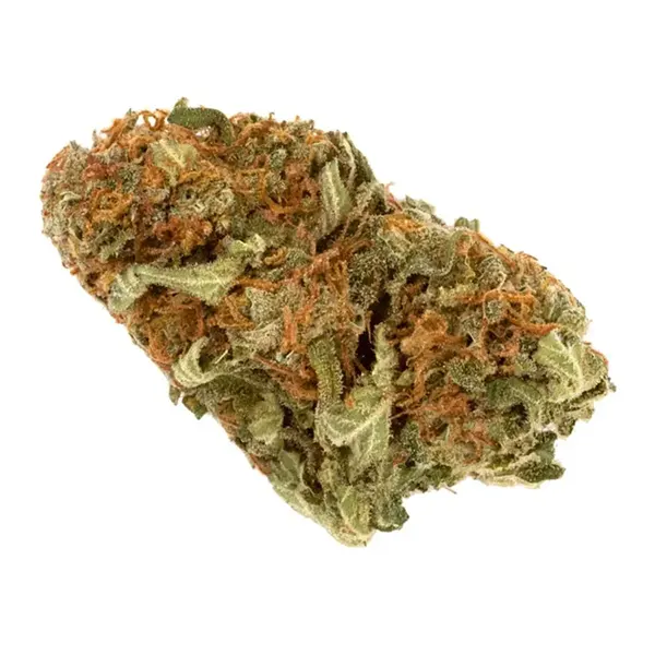 Bud image for Sensi Star, cannabis all categories by Stash City