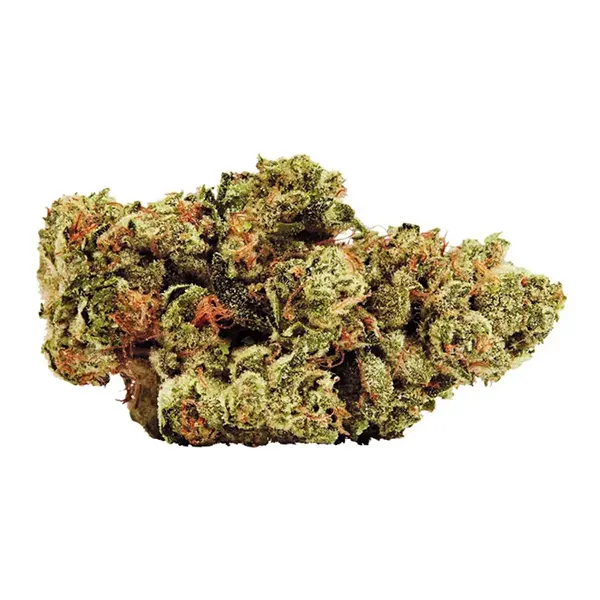 Bud image for 34 Street Cookie, cannabis dried flower by 34 Street Seed Co.