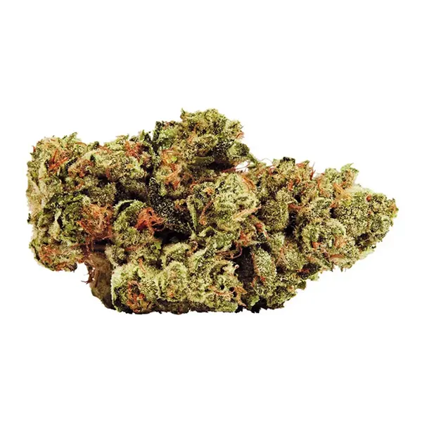 34 Street Cookie (Dried Flower) by 34 Street Seed Co.