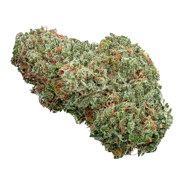 Bud image for Amsterdam Sativa, cannabis all flower by Highly Dutch Organic